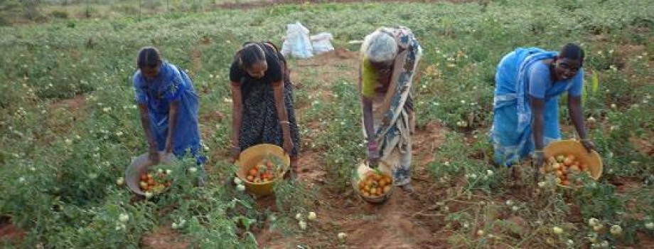 Cooperative Vegetables Farming Programme for  Eradication of Poverty among Rural Poor Women